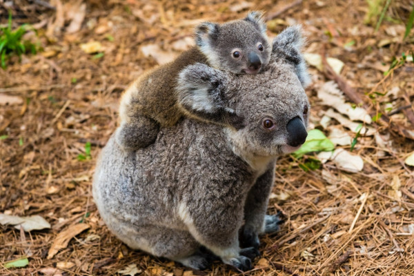 3 Hewan Endemik Australia, Salah Satunya Mamalia Paling Unik di Dunia