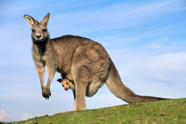 3 Hewan Endemik Australia, Salah Satunya Mamalia Paling Unik di Dunia