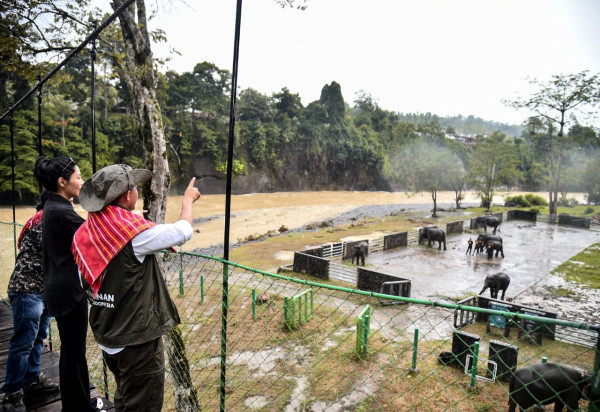Momen Menhut Raja Juli Mandikan Gajah di Tangkahan Sumut