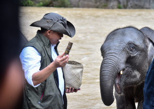 Momen Menhut Raja Juli Mandikan Gajah di Tangkahan Sumut