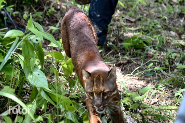 Menhut Raja Juli Melepasliarkan Sepasang Kucing Emas di TN Gunung Leuser