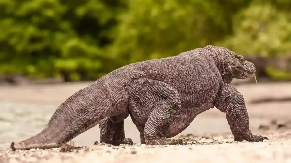 2 Komodo Terpanjang di Dunia, Keduanya Lebih dari Tiga Meter