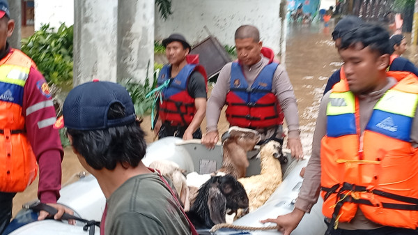Detik-detik Evakuasi 15 Ekor Kambing dari Banjir Rawajati, 2 Mati