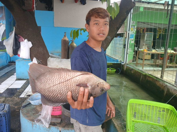 Dari Danau ke Pasar: Jumsari Pedagang Ikan Depok Berdaya Bersama BRI