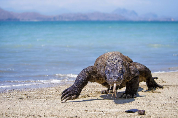 Apakah Komodo Bisa Berenang? Ini Faktanya yang Mengejutkan