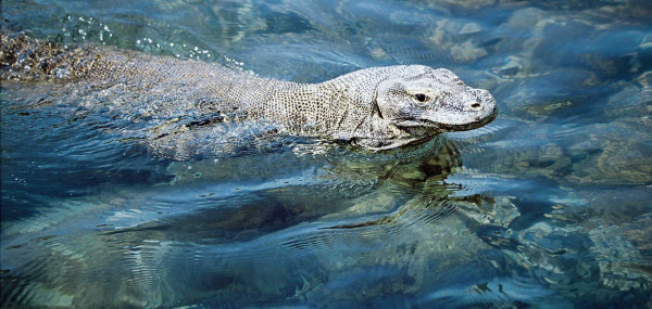 Apakah Komodo Bisa Berenang? Ini Faktanya yang Mengejutkan