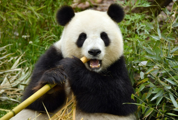5 Hewan Endemik China yang Mengejutkan, Salah Satunya Panda Raksasa