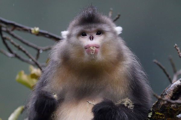 5 Hewan Endemik China yang Mengejutkan, Salah Satunya Panda Raksasa