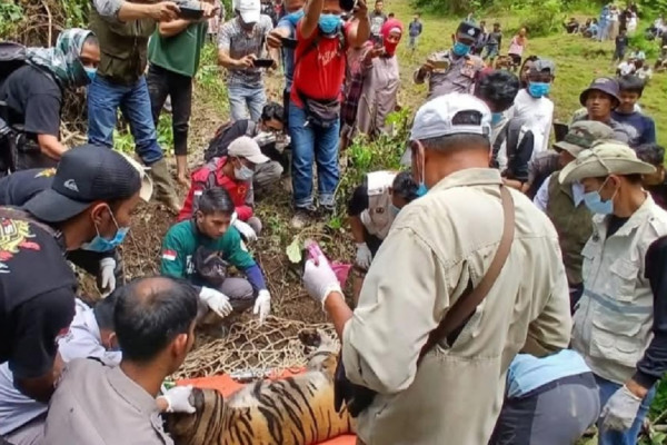 Terjebak Perangkap di Agam, Harimau Sumatera Dievakuasi ke Bukittinggi