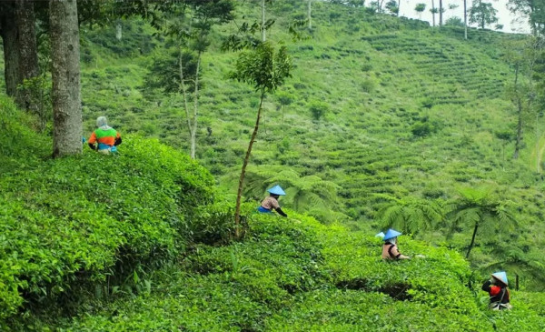 7 Rekomendasi Wisata Batang, Jadi Daerah Paling Banyak Mengonsumsi Gorengan
