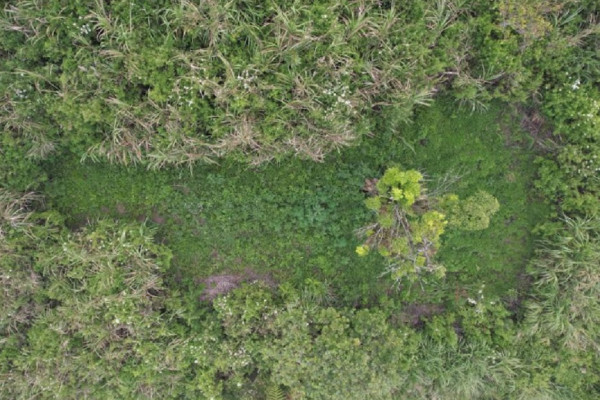 Pemilik 56 Lokasi Ladang Ganja di Taman Nasional Bromo Tengger Semeru Terungkap, Ini Sosoknya