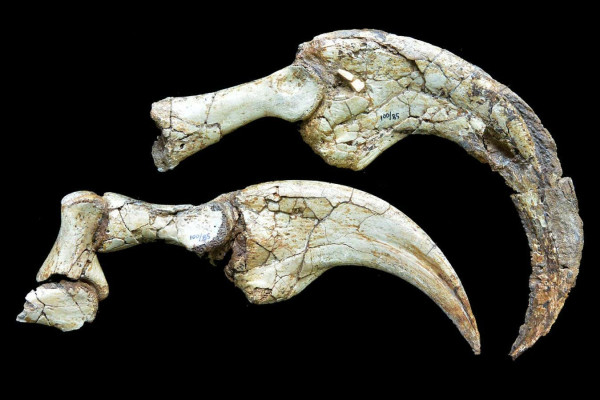 Misteri Dinosaurus Cakar Maut di Jurrasic World Terpecahkan: Ternyata Suka Lalapan!