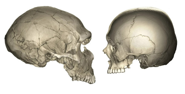 Mengapa Wajah Manusia, Neanderthal, dan Simpanse Sangat Berbeda?