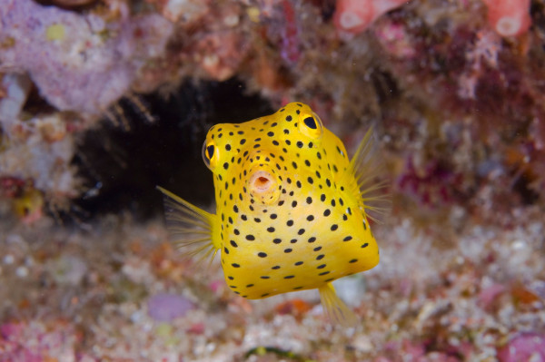 5 Ikan Paling Beracun di Dunia, Sekali Sentuh Nyawa Melayang!