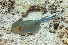 5 Ikan Paling Beracun di Dunia, Sekali Sentuh Nyawa Melayang!