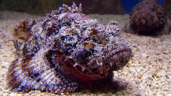 5 Ikan Paling Beracun di Dunia, Sekali Sentuh Nyawa Melayang!