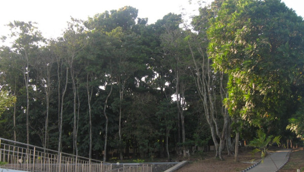 7 Perguruan Tinggi di Indonesia yang Punya Hutan Kampus, Luasnya Berhektare-hektare