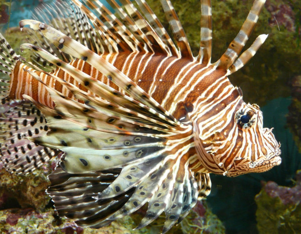 5 Ikan Paling Beracun di Dunia, Sekali Sentuh Nyawa Melayang!