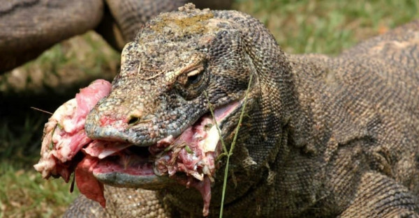 Perbandingan Kandungan Bisa Komodo dan Ular Kobra, Mana Lebih Kuat?