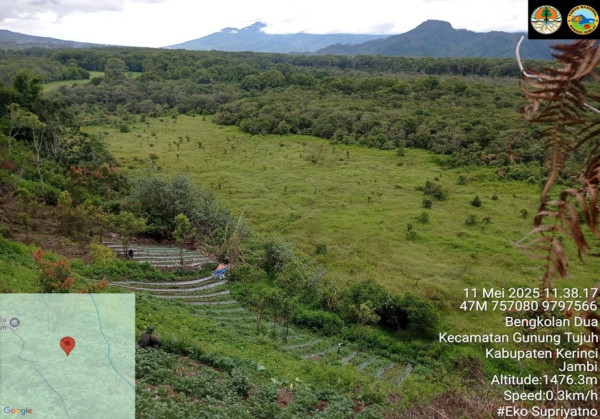 BBTNKS: 19 Batang Ganja di Kerinci Tidak Berada Dalam Kawasan Taman Nasional Kerinci Seblat