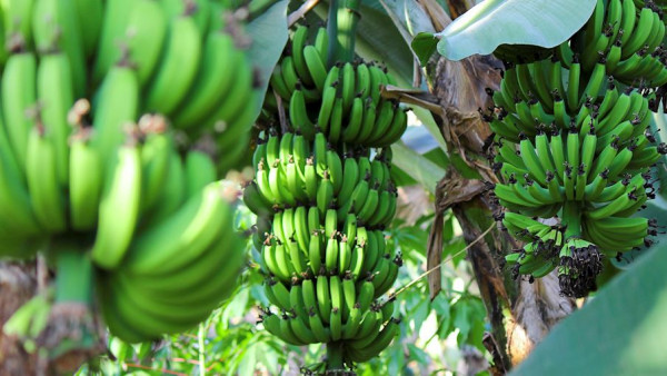 12 Jenis Pisang Terbaik di Dunia, Nomor 4 dari Indonesia