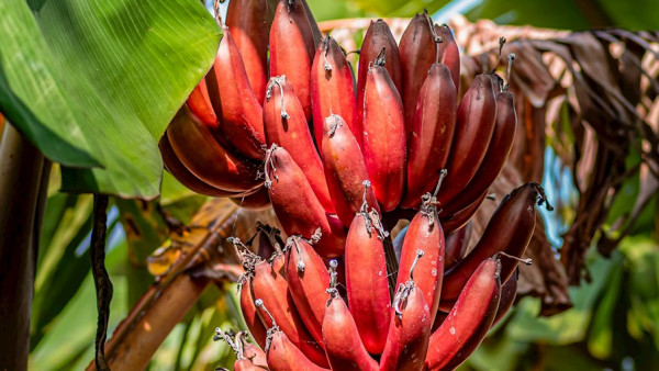 12 Jenis Pisang Terbaik di Dunia, Nomor 4 dari Indonesia