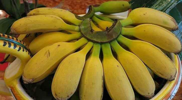 12 Jenis Pisang Terbaik di Dunia, Nomor 4 dari Indonesia