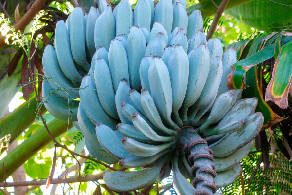 12 Jenis Pisang Terbaik di Dunia, Nomor 4 dari Indonesia