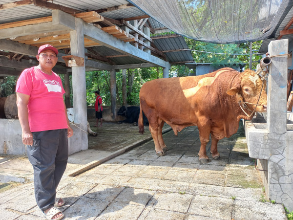 Sapi Kurban Presiden Prabowo di Sukoharjo Diberi Nama Bangkit, Beratnya 9,75 Kuintal