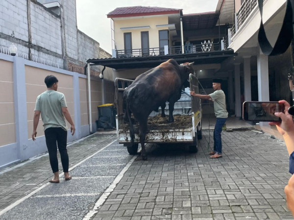 Ayu Ting Ting Kurban 3 Sapi Limosin Seberat Hampir 1 Ton, Warga Heboh Lihat Penampakannya!