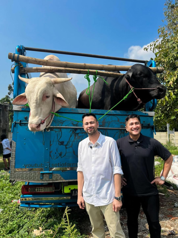 Raffi Ahmad Kurban 25 Sapi dan 90 Domba, Didistribusikan ke-3 Lokasi