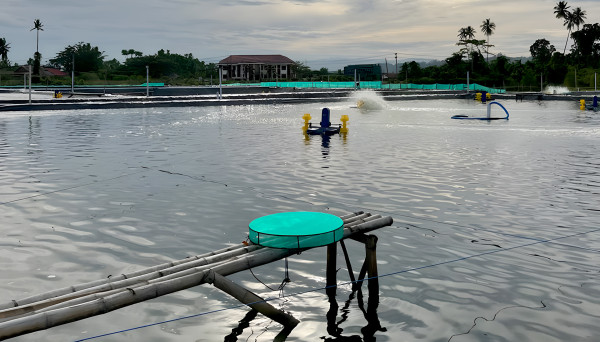 Babak Baru Tambak Udang Rakyat: Mampukah Aquarev Jadi Jawaban Tanpa Mengulang Dosa Startup Raksasa?