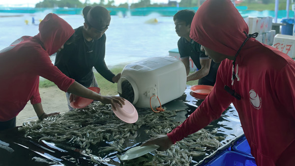 Babak Baru Tambak Udang Rakyat: Mampukah Aquarev Jadi Jawaban Tanpa Mengulang Dosa Startup Raksasa?