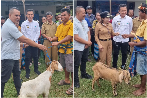 Realisasikan Aspirasi Warga Sumba Barat Daya, Legislator Partai Perindo Salurkan 88 Kambing untuk Ketahanan Pangan
