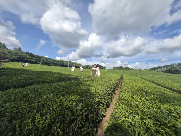 Menyeruput Matcha di Osulloc Museum dengan Samsung Galaxy Z Flip 7 yang Bikin Liburan Praktis