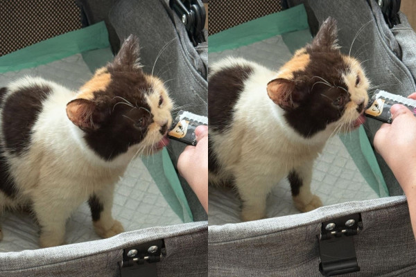Astrid Kuya Minta Kucingnya Dikembalikan, Ikhlas Rumah Dijarah