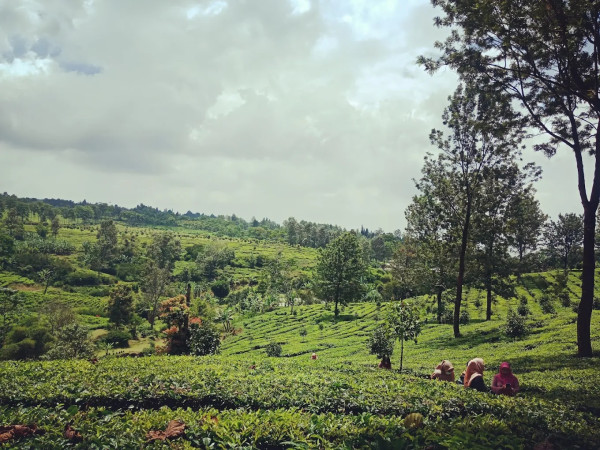 Mau ke Puncak Bogor saat Libur Panjang? Jangan Lewatkan 4 Destinasi Ini!