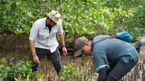 Langkah Hijau IMIP Tanam Mangrove, Menjaga Keberlanjutan Lingkungan