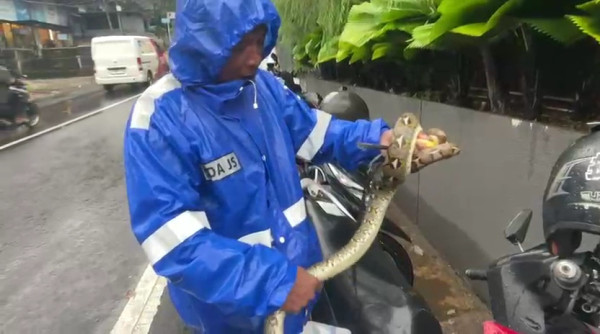 Ular Sanca Sepanjang 2 Meter Muncul di Lokasi Banjir Cilandak