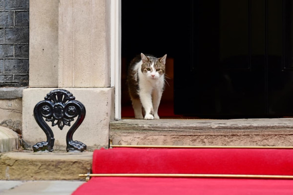 Momen Larry The Cat Ikut Sambut Prabowo di Downing Street