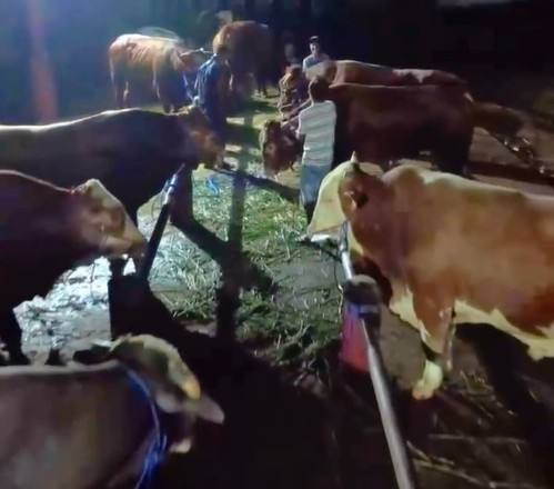 Seskab Teddy Borong 35 Sapi Boyolali, Peternak Lokal: Alhamdulillah Sangat Terbantu